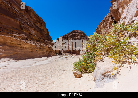 Un seul bush dans un canyon désert de sable Banque D'Images