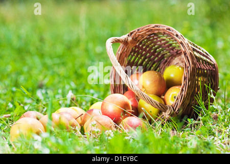 Des pommes mûres dans un panier sur l'herbe Banque D'Images