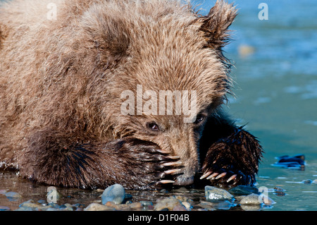 Brown Bear cub sur platin, Lake Clark National Park, AK Banque D'Images