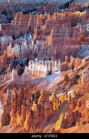 Première réflexion s'allume l'amphithéâtre de cheminées dans l'Utah, le Parc National de Bryce Canyon. Banque D'Images