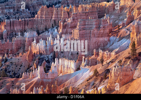 Première réflexion s'allume l'amphithéâtre de cheminées dans l'Utah, le Parc National de Bryce Canyon. Banque D'Images