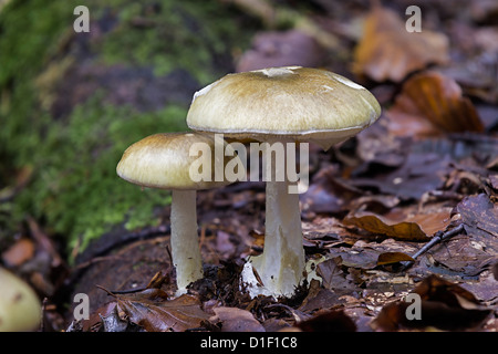 Amanita phalloides chapeau mort en hêtre toadstool Banque D'Images