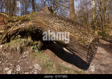 - Arbre d'argent vieux tronc d'arbre tombé couverts dans les pièces qui ont été martelées dans pour la bonne chance, Lake Road, Cumbria, England, UK Banque D'Images