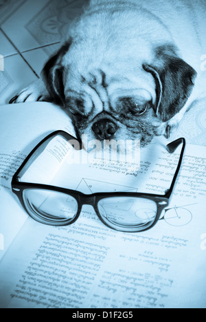 Chien Endormi tout en faisant ses devoirs Banque D'Images