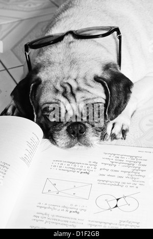 Chien Endormi tout en faisant ses devoirs Banque D'Images