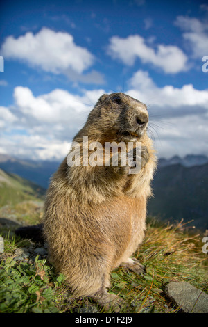 Marmotte des Alpes (Marmota marmota) Banque D'Images