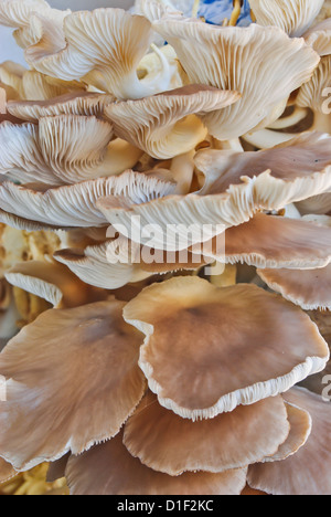 L'exploitation de champignons Banque D'Images