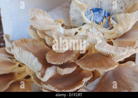 L'exploitation de champignons Banque D'Images