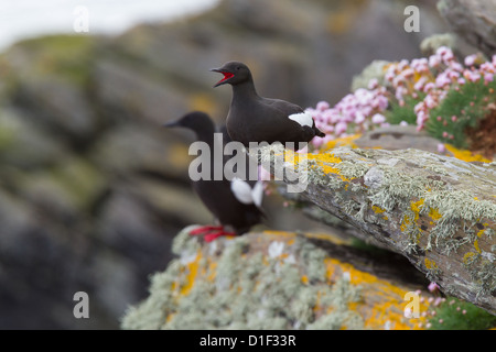 Le Guillemot à miroir (Cepphus grylle) plumage en été, Shetland, Scotland, UK Banque D'Images