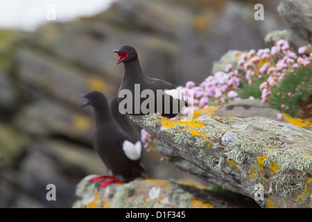 Le Guillemot à miroir (Cepphus grylle) plumage en été, Shetland, Scotland, UK Banque D'Images