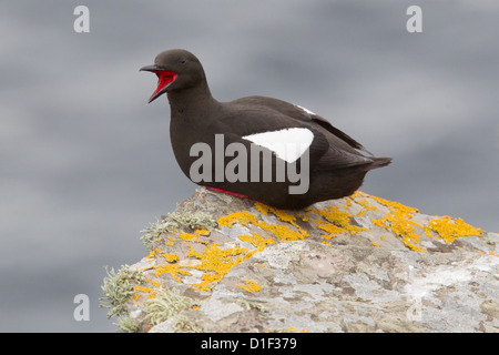 Le Guillemot à miroir (Cepphus grylle) plumage en été, Shetland, Scotland, UK Banque D'Images