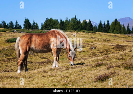 Cheval Haflinger sur prairie alpine, le Tyrol du Sud, Italie Banque D'Images