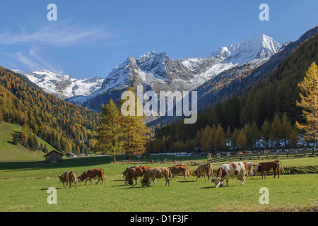 Les vaches au pâturage, de Rieserferner-Ahrn, Tyrol du Sud, Italie Banque D'Images