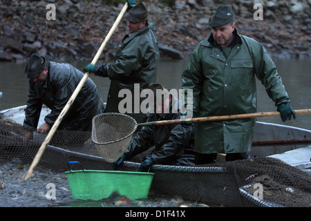 Chasse d'automne de carpes sur l'étang tchèque Rozmberk - plus grand étang en République Tchèque Banque D'Images