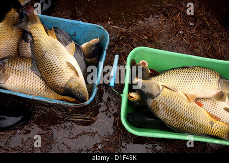 Chasse d'automne de carpes sur l'étang tchèque Rozmberk - plus grand étang en République Tchèque Banque D'Images