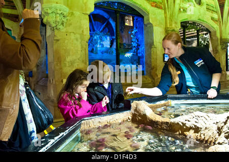 Brighton, UK. Au 18 décembre 2012. Magic Marine - Mia Collett et son frère Luisito en cours d'introduction à un crabe par Sea Life's Carey comme l'arbre de Noël comme le festival parrainé par des entreprises locales dans l'aide d'organismes de bienfaisance s'ouvre à Brighton SeaLife 18 décembre 2012 Crédit photo : : Julia Claxton/Alamy Live News Banque D'Images