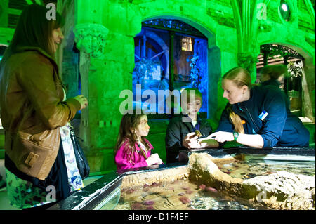 Brighton, UK. Au 18 décembre 2012. Magic Marine - Mia Collett et son frère Luisito en cours d'introduction à un crabe par Sea Life's Carey comme l'arbre de Noël comme le festival parrainé par des entreprises locales dans l'aide d'organismes de bienfaisance s'ouvre à Brighton SeaLife 18 décembre 2012 Crédit photo : : Julia Claxton/Alamy Live News Banque D'Images