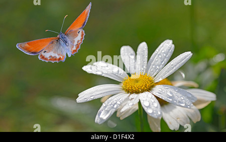 Ppearly heath butterfly (Coenagrion arcania) volant à blossom Banque D'Images