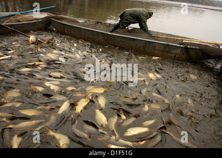 Chasse d'automne de carpes sur l'étang tchèque Rozmberk - plus grand étang en République tchèque, paysage Banque D'Images