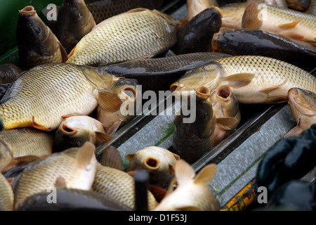 Chasse d'automne de carpes sur l'étang tchèque Rozmberk - plus grand étang en République Tchèque Banque D'Images