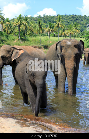 Troupeau d'éléphants se baignant dans la rivière à orphelinat Pinnawala Elephant au Sri Lanka Banque D'Images