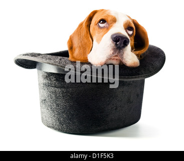 Chapeau de l'assistant avec un chien isolé sur fond blanc Banque D'Images