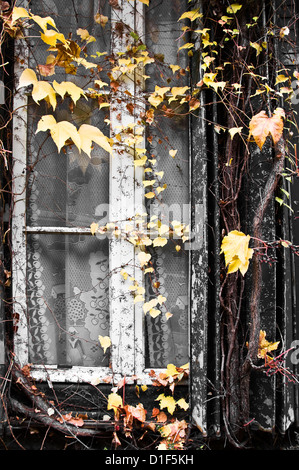 Old vintage fenêtre avec vigne vierge en automne Banque D'Images