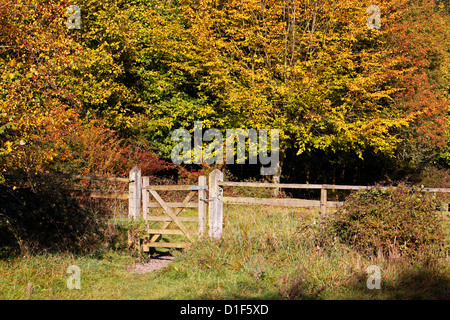 Passerelle d'automne. Forêt de HATFIELD ESSEX UK. Banque D'Images