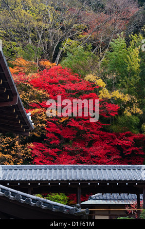 Toits de tuiles en argile traditionnelle et un érable à cramoisi brillant dans les jardins du temple de Nanzen-ji Hojo, Nanzen-ji, Kyoto, Japon, en automne Banque D'Images