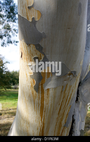 L'ÉCORCE D'EUCALYPTUS. DEBEUZEVILLE SNOW GUM TREE. UK. Banque D'Images