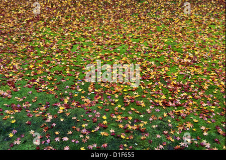 Des feuilles d'érable déchue couvrent le sol de mousse en automne dans les jardins du temple zen Koto-in, Daitoku-ji, Kyoto, Japon Banque D'Images