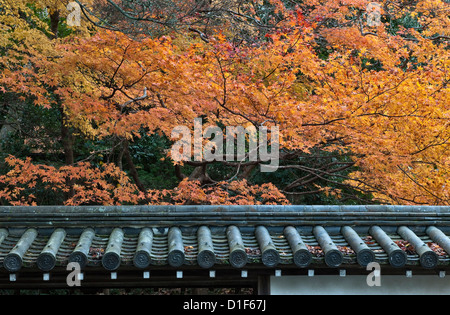 Les érables japonais dans leur feuillage d'automne doré au-dessus d'un toit en argile traditionnelle au temple bouddhiste de Nanzen-ji, Kyoto, Japon Banque D'Images