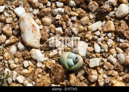 Argyroderma sp. avec capsule de plus en champ de quartz, Knersvlakte, Western Cape, Le Namaqualand, Afrique du Sud Banque D'Images