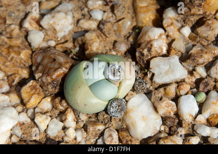 Argyroderma sp. avec capsule de plus en champ de quartz, Knersvlakte, Western Cape, Le Namaqualand, Afrique du Sud Banque D'Images