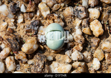 Argyroderma sp. avec capsule de plus en champ de quartz, Knersvlakte, Western Cape, Le Namaqualand, Afrique du Sud Banque D'Images