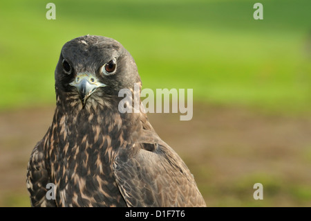 Faucon gerfaut Falco rusticolus, noir Italie Falconidae Banque D'Images