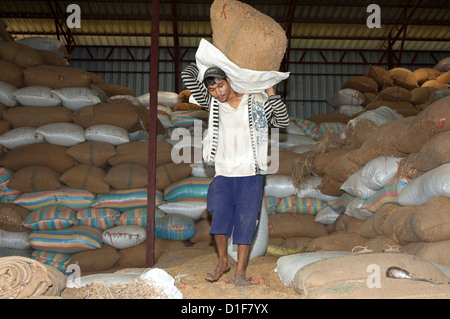 Le déplacement des travailleurs des sacs de riz dans une installation de stockage du riz, Battambang, Cambodge Banque D'Images