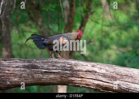 Coqs sauvages (Gallus sonneratii gris) dans un spot d'une carcasse de log à la Sanctuaire de faune de Rajiv Gandhi , Nagahole , Guatemala City Banque D'Images