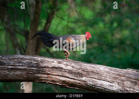 Coqs sauvages (Gallus sonneratii gris) dans un spot d'une carcasse de log à la Sanctuaire de faune de Rajiv Gandhi , Nagahole , Guatemala City Banque D'Images