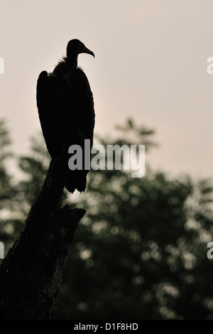 Hooded Vulture Necrosyrtes monachus, Gambella, Ethiopie, Afrique Banque D'Images