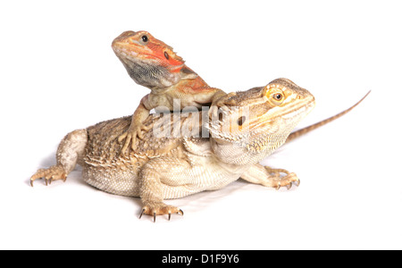 Dragon barbu Pogona vitticeps deux adultes Studio au repos, UK Banque D'Images