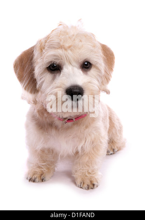 Dandie dinmont terrier chiot seul assis dans un studio UK Banque D'Images