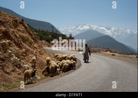 Un habitant de troupeaux de moutons sur une route avec des monts enneigés des montagnes de l'Atlas en arrière-plan, le Maroc, l'Afrique du Nord, Afrique Banque D'Images