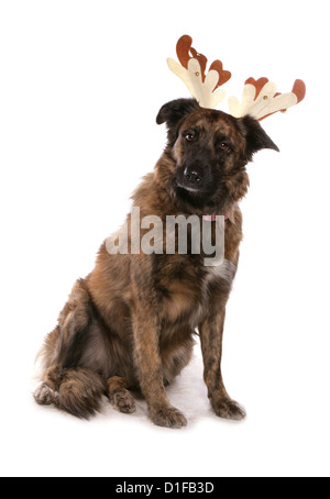 Chien de Noël adulte seul wearing christmas reindeer antlers Studio, UK Banque D'Images