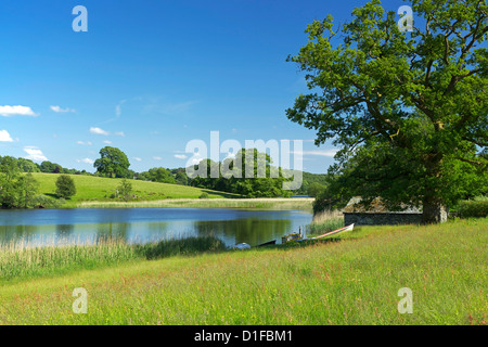 Esthwaite Water, Parc National de Lake District, Cumbria, Angleterre, Royaume-Uni, Europe Banque D'Images