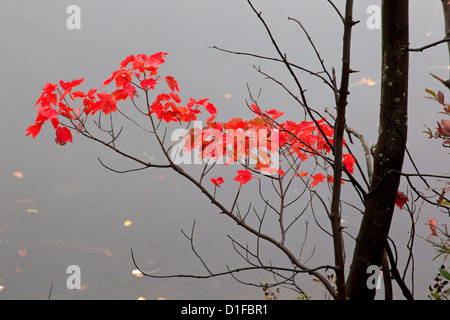 Feuilles d'érable rouge vif on tree branch Banque D'Images