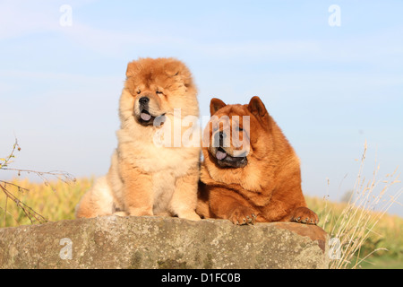 Dog chow chow chow-chow deux Chine profil rouge assis assis chiot chiens adultes bébé rock portrait cheveux longs et bébé aux cheveux courts Banque D'Images