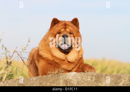 Dog chow chow chow-chow chine face rouge cannelle couché chiens adultes adultes champ lion portrait rock aux cheveux courts cheveux courts Banque D'Images