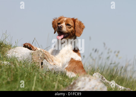 Bretagne chien spaniel Epagneul Breton orange et blanc couché rock profil portrait chien adultes attentifs d'herbe Banque D'Images