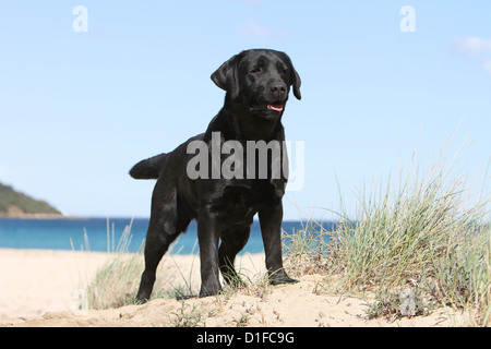 Chien Labrador retriever adulte (noir) debout sur la plage Banque D'Images